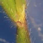 Digitaria fuscescens Blatt