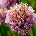 Allium schoenoprasum Flor