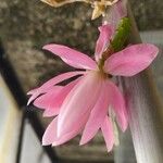 Disocactus phyllanthoides Blüte