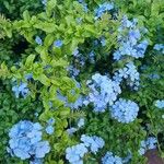 Plumbago auriculataᱥᱟᱠᱟᱢ