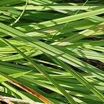 Carex spicata ᱥᱟᱠᱟᱢ