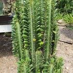 Euphorbia trigona Lehti