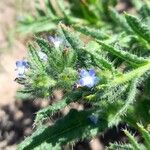 Anchusa arvensis ফুল