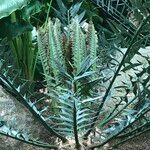 Encephalartos horridus Hábitos