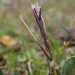 Ptilagrostis yadongensis Flower