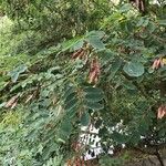 Robinia pseudoacacia Fuelha