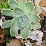 Echeveria elegans 叶