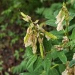 Astragalus frigidus Blüte