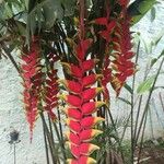 Heliconia rostrata Çiçek