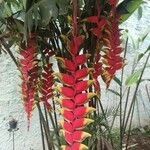 Heliconia rostrata Blüte