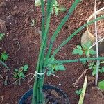 Equisetum giganteum Іншае