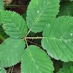 Rubus armeniacus ഇല