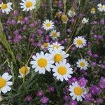 Anthemis arvensis Flower