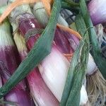 Allium cepa Hoja