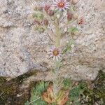 Sempervivum montanumFlower