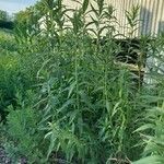 Vernonia fasciculata Hábito