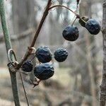 Smilax tamnoides Fruit