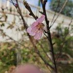 Prunus persica Floro