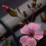 Vaccaria hispanica 花