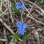 Scilla bifoliaBlomst