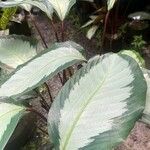 Calathea picturataLeaf