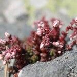 Sedum brevifoliumКветка