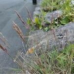 Festuca rubra Blad