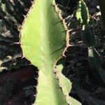 Euphorbia baradii