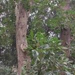Quercus × hispanica ശീലം