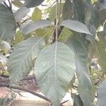 Tabebuia heterophylla Leaf