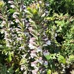 Acanthus mollisFlor