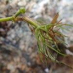 Ranunculus trichophyllus Froito