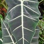 Alocasia micholitziana Leaf