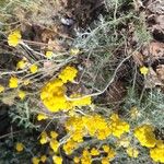Helichrysum saxatile ফুল