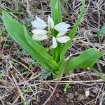 Chlorophytum tuberosum Blatt