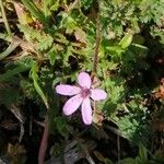 Erodium lebelii Fleur