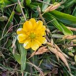 Ranunculus californicus Flors