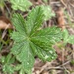 Potentilla thuringiaca पत्ता