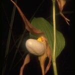 Cypripedium montanum Cvet