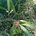 Nectandra angustifolia Leht