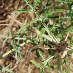 Centaurea iberica Ліст