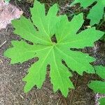 Petasites frigidus 葉