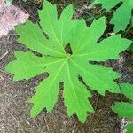 Petasites frigidus Leaf