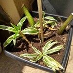 Dracaena reflexaYaprak