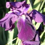 Iris germanica Kvet