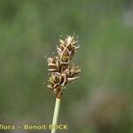 Carex heleonastes Frukto