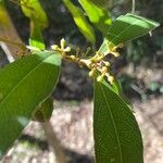 Notelaea longifolia 果実