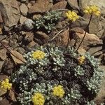 Eriogonum caespitosum Hábitos