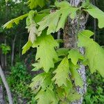 Quercus alba Ліст