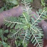 Phyllanthus amarus List